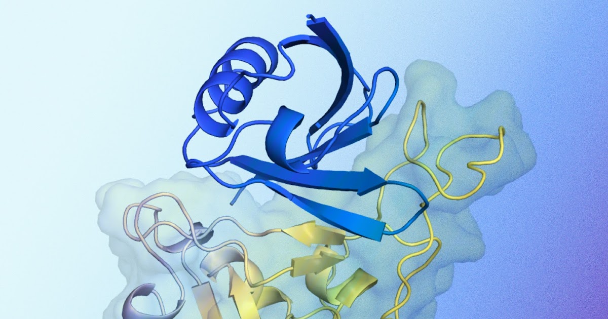 AlphaProteo generates novel proteins for biology and well being analysis